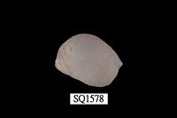 藏品(紫口珊瑚螺)的圖片